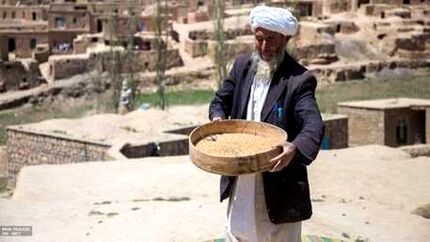 هشدار سازمان ملل متحد درباره ذخیره غذایی افغانستان و احتمال ایجاد بحران