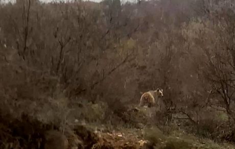 مشاهده ۳ قلاده خرس قهوه‌ای در ارتفاعات مارمیشوی ارومیه