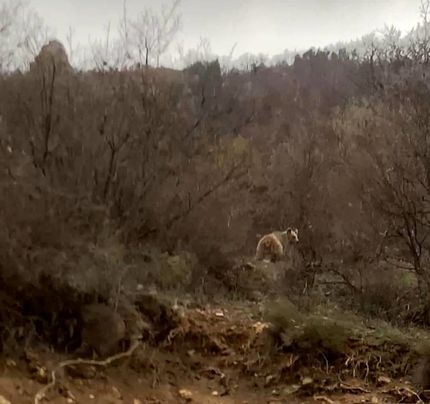 مشاهده ۳ قلاده خرس قهوه‌ای در ارتفاعات مارمیشوی ارومیه