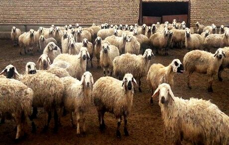 صادرات دام سبک به سازمان تعاون روستایی واگذار شد/ فعلا صادارت نداریم