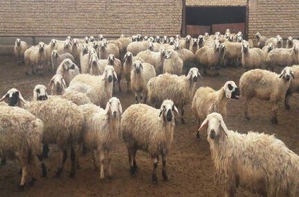 صادرات دام سبک به سازمان تعاون روستایی واگذار شد/ فعلا صادارت نداریم