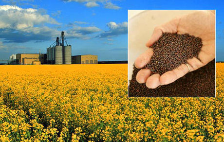 مابه‌التفاوت نرخ کلزا از محل فروش استحصالات دانه‌های روغنی پرداخت می‌شود