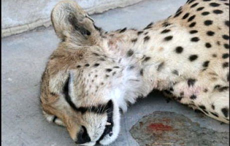 بیش از ۱۰ هزار گونه از مهره‌داران در معرض تهدید انقراض