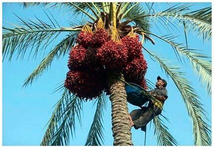 هشتمین جشنواره تابستانه و پنجمین جشنواره خرما در بافق برگزار خواهدشد