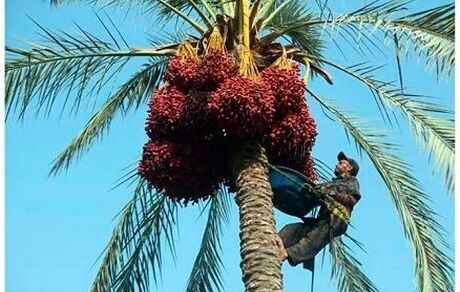 هشتمین جشنواره تابستانه و پنجمین جشنواره خرما در بافق برگزار خواهدشد