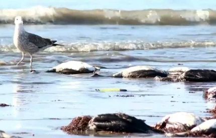 پیدا شدن لاشه صدها پرنده دریایی در سواحل شیلی