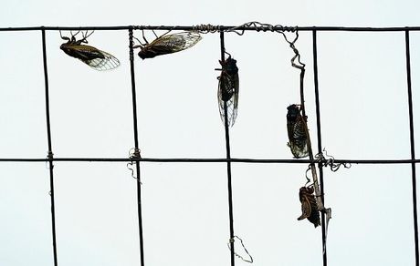 زمین‌گیر شدن هواپیمای خبرنگاران کاخ سفید بخاطر جیرجیرک‌ها