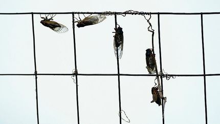 زمین‌گیر شدن هواپیمای خبرنگاران کاخ سفید بخاطر جیرجیرک‌ها