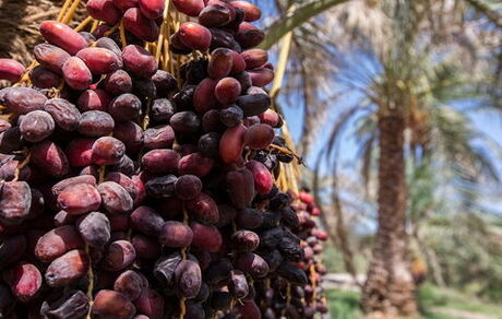 پایان برداشت خرما در استان سیستان و بلوچستان