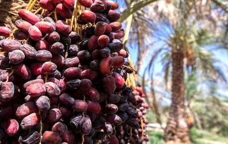 پایان برداشت خرما در استان سیستان و بلوچستان