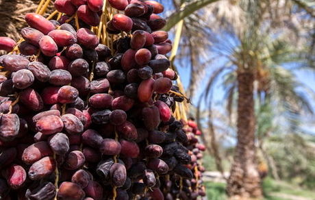 پایان برداشت خرما در استان سیستان و بلوچستان