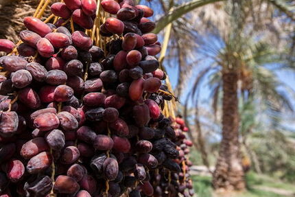 پایان برداشت خرما در استان سیستان و بلوچستان