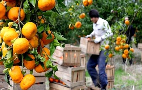 جشنواره فرهنگی برداشت پرتقال در لنگرود برگزار می‌شود