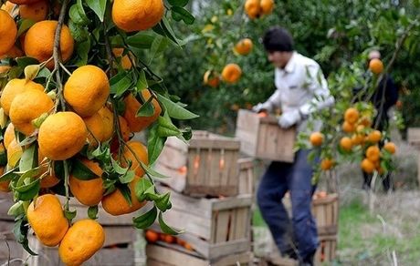 جشنواره فرهنگی برداشت پرتقال در لنگرود برگزار می‌شود