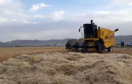 افزایش ۱۵ درصدی خرید تضمینی گندم در استان خراسان جنوبی