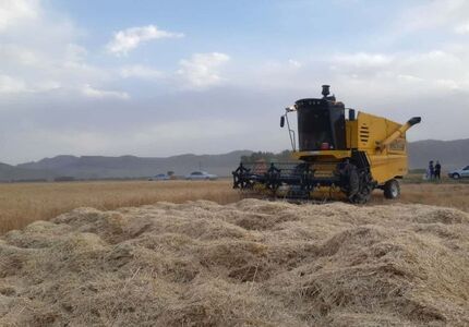 افزایش ۱۵ درصدی خرید تضمینی گندم در استان خراسان جنوبی