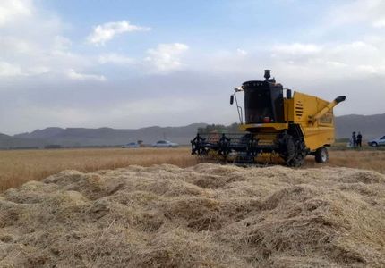 افزایش ۱۵ درصدی خرید تضمینی گندم در استان خراسان جنوبی
