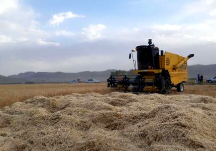 افزایش ۱۵ درصدی خرید تضمینی گندم در استان خراسان جنوبی