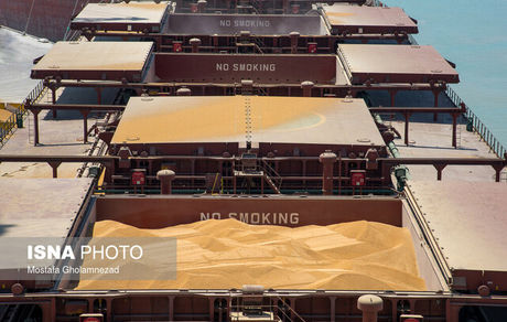 فاجعه کالای اساسی در بنادر/ ارز ۴۲۰۰ طعمه حشره‌ها شد!