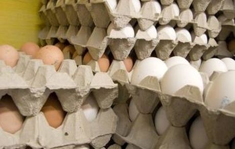 آغاز توزیع تخم مرغ با نرخ مصوب در کشور 