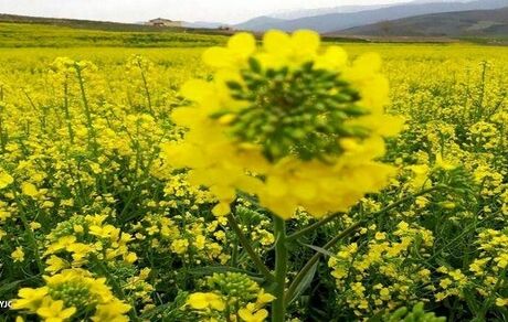 کشت کلزا در ۹۵ هکتار از مزارع میاندوآب