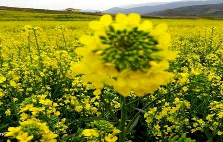 کشت کلزا در ۹۵ هکتار از مزارع میاندوآب