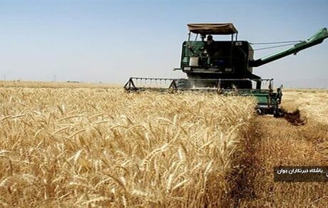 آغاز برداشت گندم در شیراز