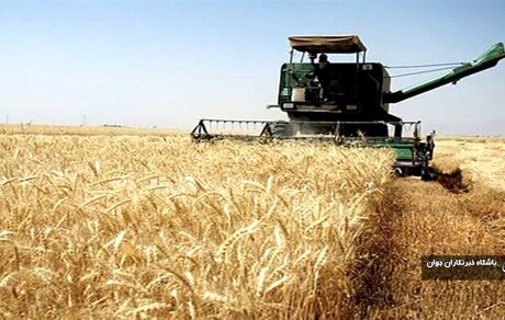آغاز برداشت گندم در شیراز