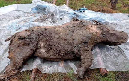 کشف بقایای یک کرگدن پشمالو چند هزار ساله با اندام‌های داخلی سالم