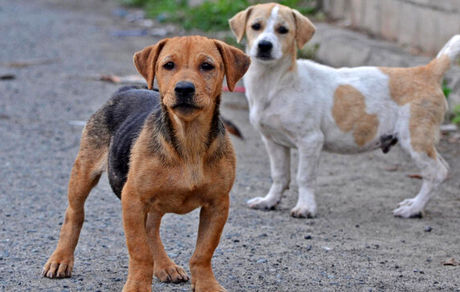 جدیدترین ویروس کرونا احتمالا از سگ‌ها می‌آید