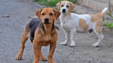 جدیدترین ویروس کرونا احتمالا از سگها میآید