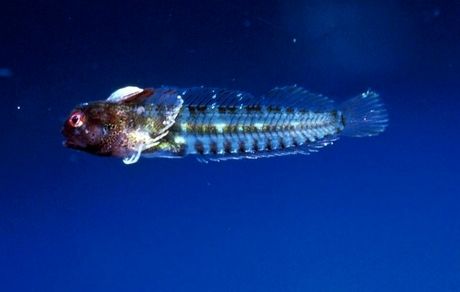 کشف گونه‌ای جدید از ماهی که با الهام از همه‌گیری کووید-۱۹ نام‌گذاری شد