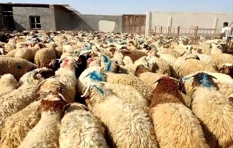 روز گذشته ۱۰ هزار دام وارد استان تهران شد