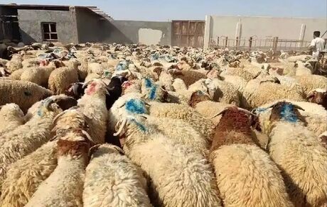روز گذشته ۱۰ هزار دام وارد استان تهران شد