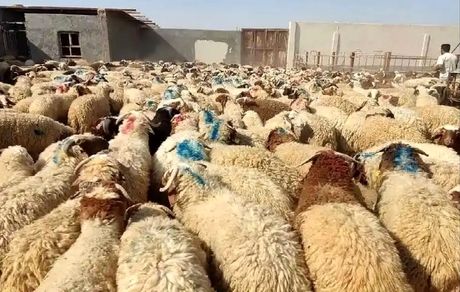 روز گذشته ۱۰ هزار دام وارد استان تهران شد