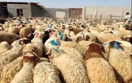 روز گذشته ۱۰ هزار دام وارد استان تهران شد