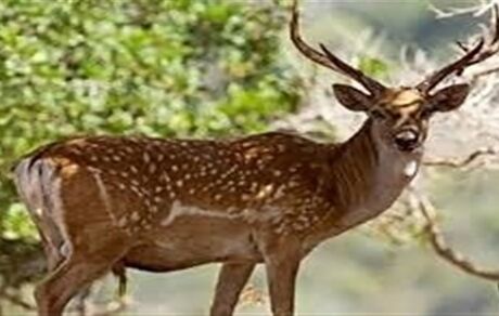 گوزن زرد ایرانی در باغ وحش ارم تلف شد
