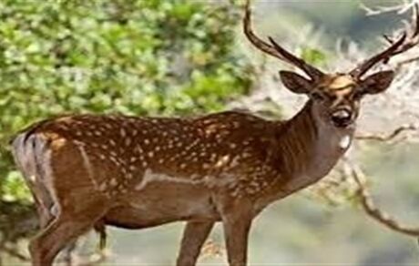گوزن زرد ایرانی در باغ وحش ارم تلف شد