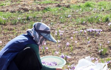 آغاز برداشت زعفران از مزارع بخش گواور