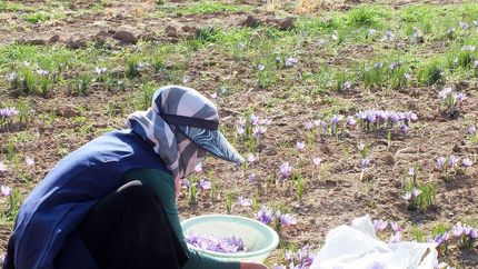 آغاز برداشت زعفران از مزارع بخش گواور