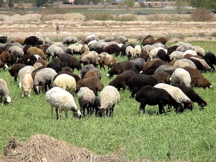 مازاد دام داریم ولی گوشت وارد می‌شود/ مافیا اجازه کاهشی شدن قیمت‌ها را نمی‌دهند