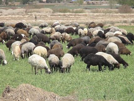 مازاد دام داریم ولی گوشت وارد می‌شود/ مافیا اجازه کاهشی شدن قیمت‌ها را نمی‌دهند