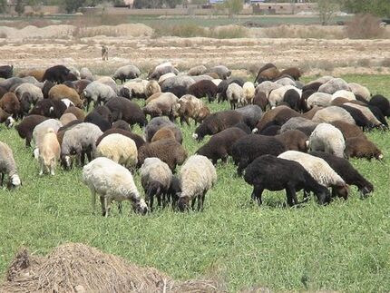 مازاد دام داریم ولی گوشت وارد می‌شود/ مافیا اجازه کاهشی شدن قیمت‌ها را نمی‌دهند