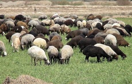 مازاد دام داریم ولی گوشت وارد می‌شود/ مافیا اجازه کاهشی شدن قیمت‌ها را نمی‌دهند