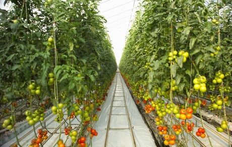افزایش نزدیک به ۲ برابری تولید محصولات گلخانه‌ای در استان هرمزگان