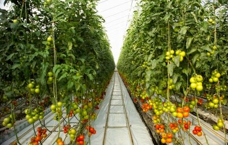 افزایش نزدیک به ۲ برابری تولید محصولات گلخانه‌ای در استان هرمزگان