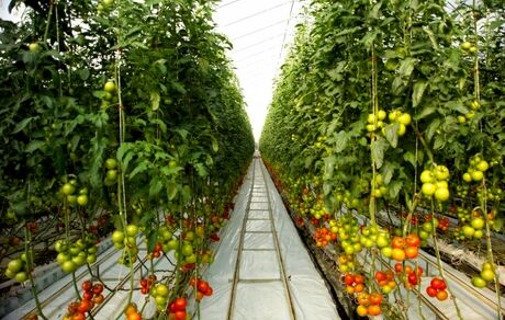 افزایش نزدیک به ۲ برابری تولید محصولات گلخانه‌ای در استان هرمزگان
