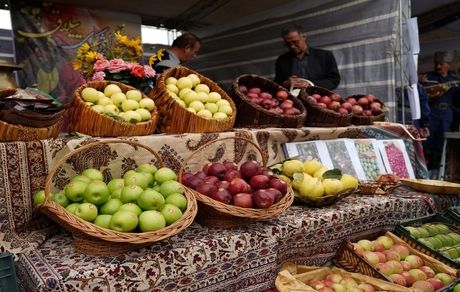 جشنواره‌های سیب و گردو در استان اردبیل برگزار می‌شود