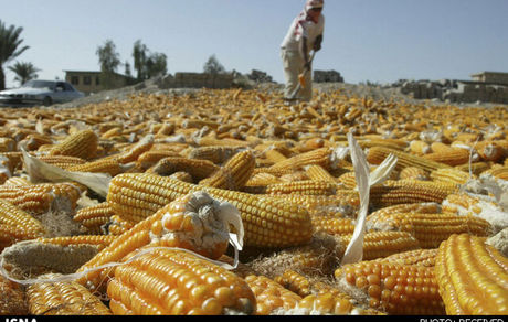 ذرت‌های غیراستاندارد در بندرامام در حال خروج از کشور است