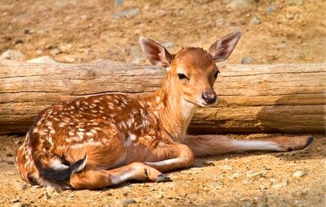 اولین نوزاد امسال گوزن زرد ایرانی متولد شد